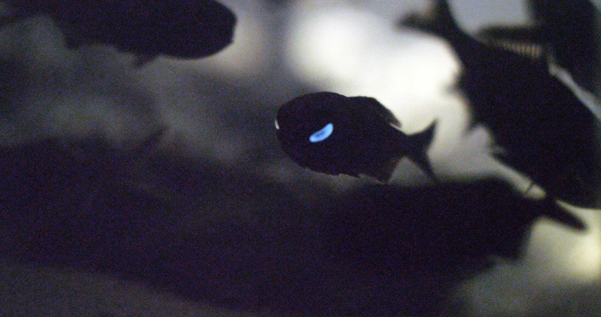 081519 URI bioluminescence 02.jpg